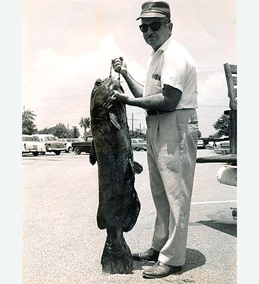 Record photograph for Ictalurus punctatus